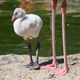 I think I learned this at the zoo when I was like nine years old? NPR reminded me.